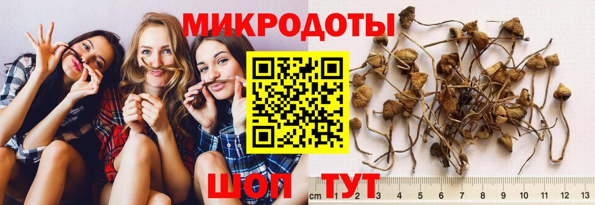 Псилоцибиновые грибы Psilocybine cubensis Гурьевск
